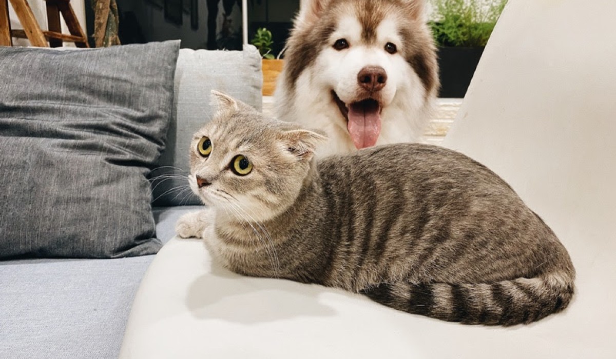 Casa pet friendly: confira algumas dicas para construir um lar aconchegante para os bichanos