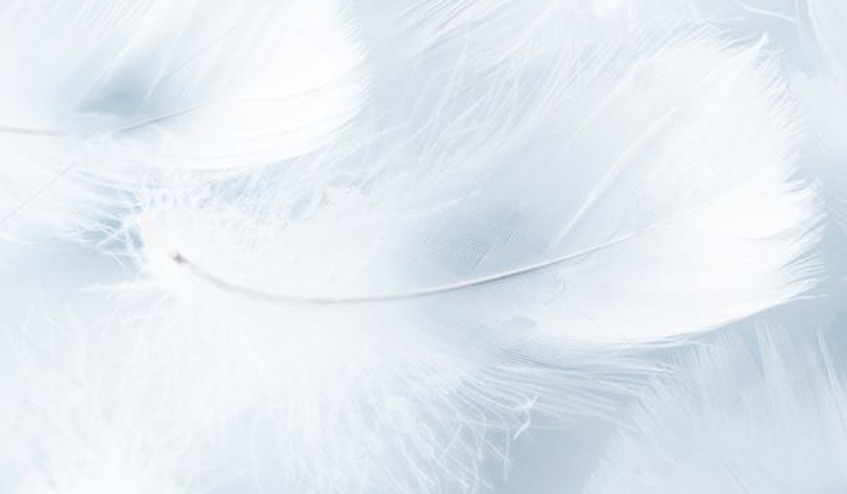 Pluma Sintética x Pluma Animal: Benefícios para a Saúde e ainda para o Meio Ambiente