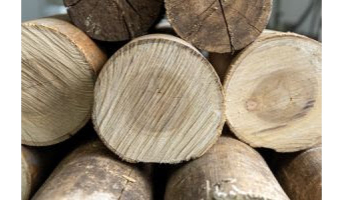 Capacitação técnica reforça a importância da sustentabilidade no mercado de madeira